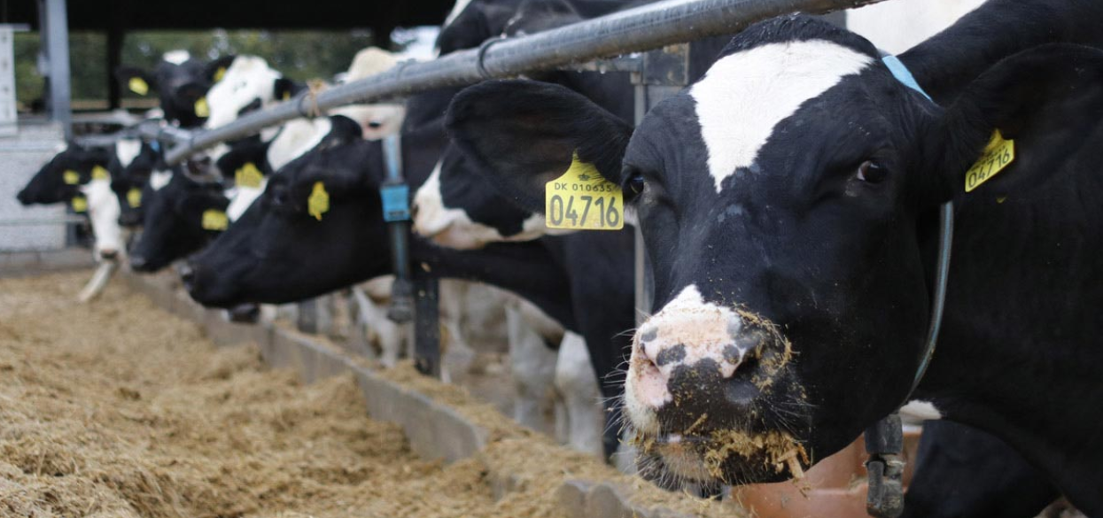 Milk testing for mastitis detection in dairy herds