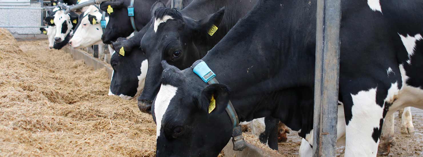 Fatty acid origin test shows how to feed dairy herds for optimal milk fat composition
